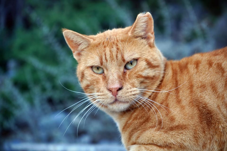 CALLIOPE MAILLE studios & apartments Apartment in Kalymnos