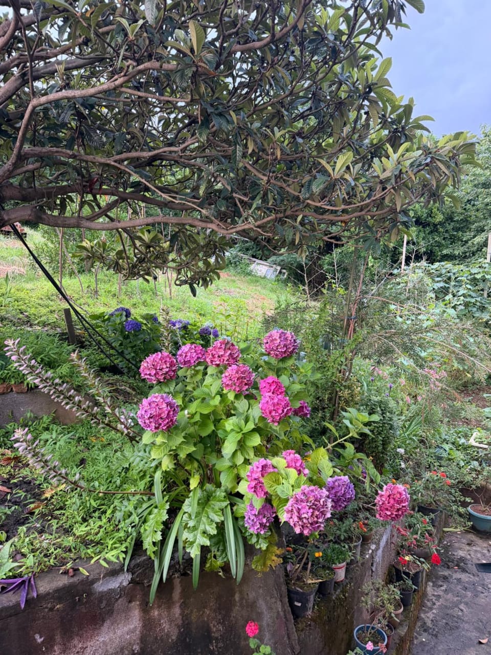 Pink House - Sea & Mountain View Bed and Breakfast in Adjara, Georgia