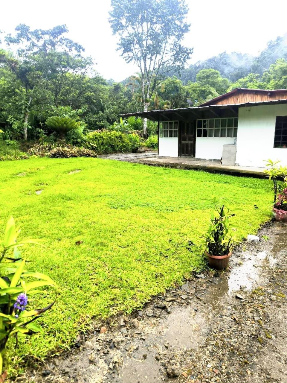 Garden, Garden view, Inner courtyard view