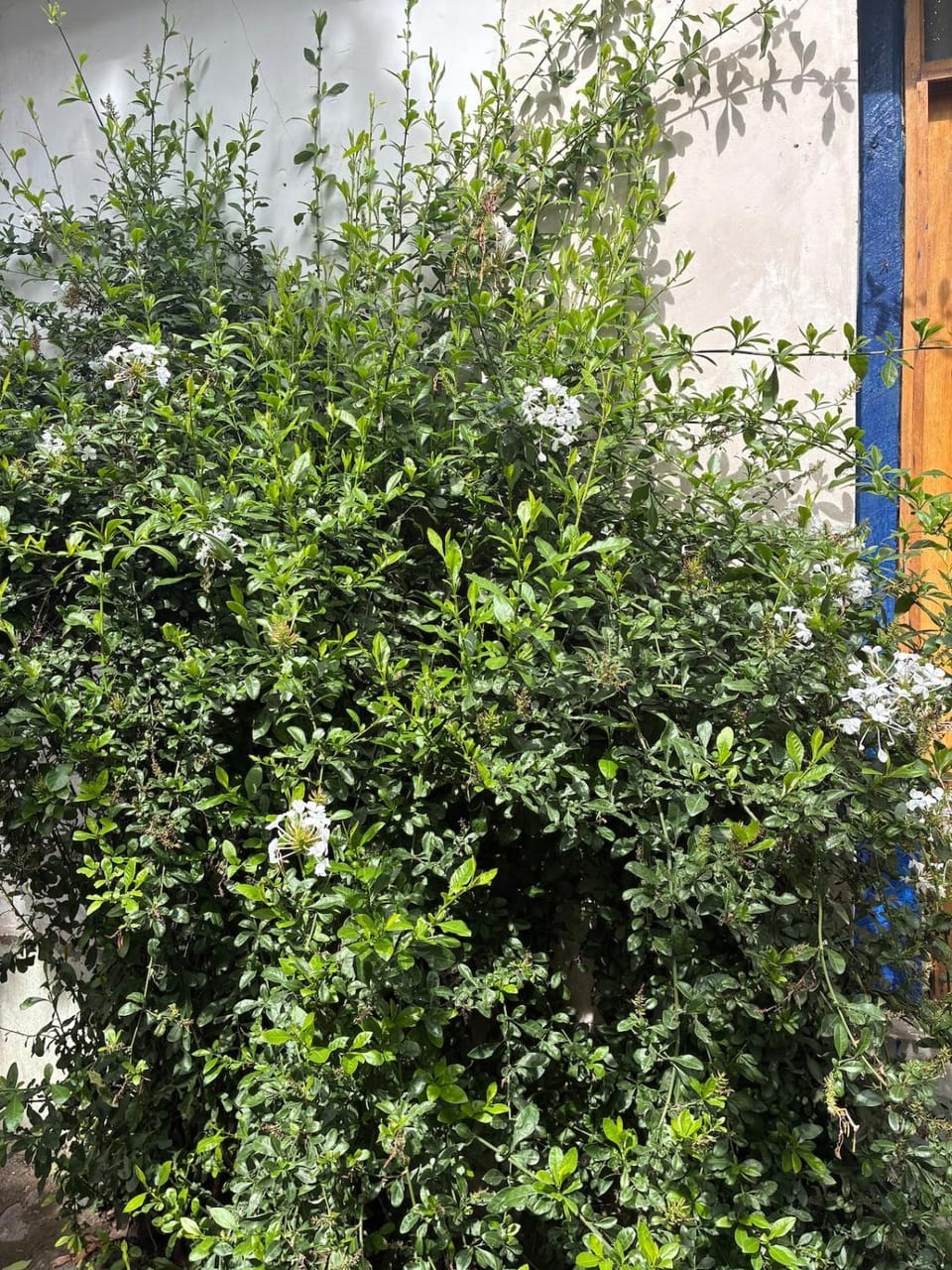 La HuertaComfortable little house and charming garden House in Ayacucho