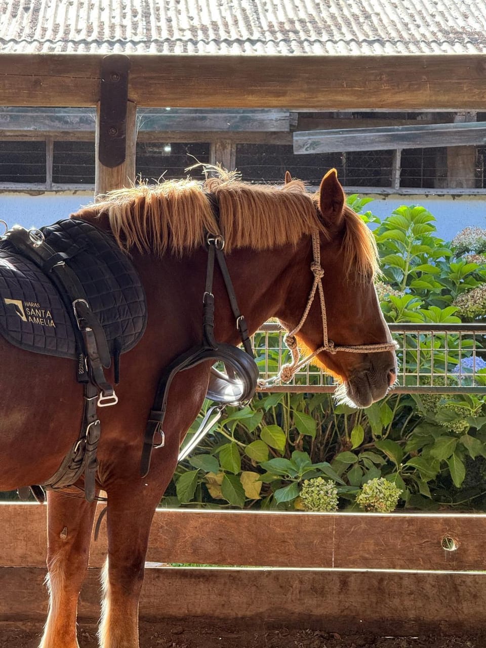 Horse-riding, Animals