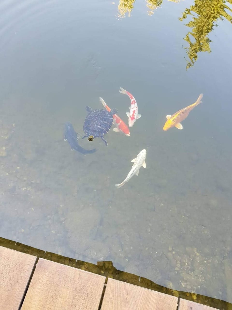 Animals