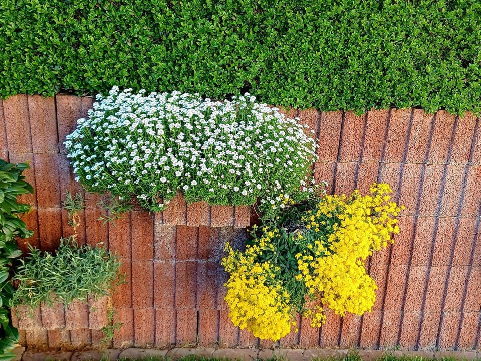 Spring, Garden