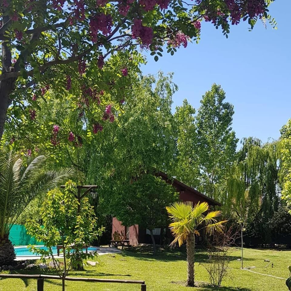 Garden, Swimming pool, Swimming pool