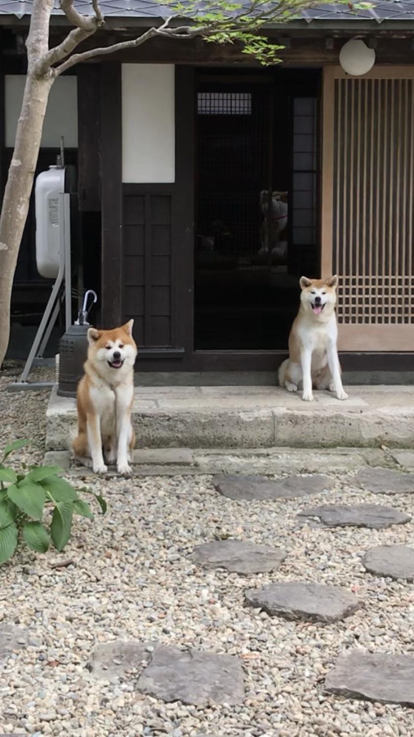 Enishi / Samurai residence where Akita dog lives Bed and Breakfast in Japan