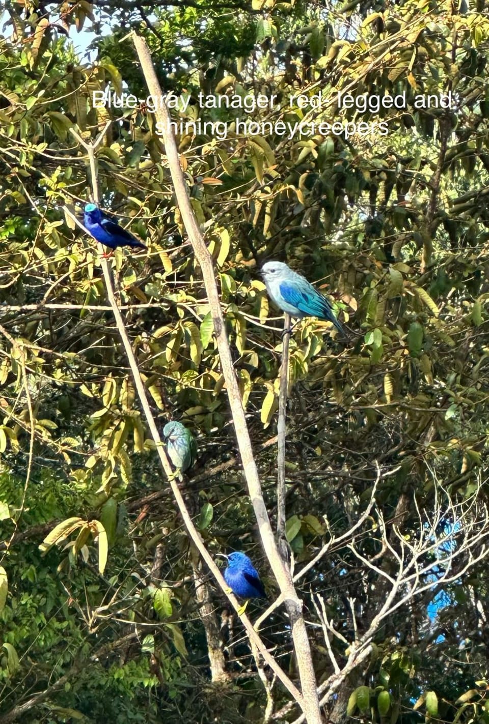 La Husseyenda Birdwatchers Paradise Bed and Breakfast in Panama City, Panama