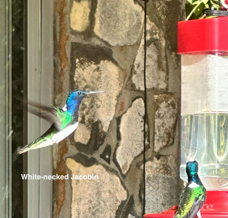 La Husseyenda Birdwatchers Paradise Bed and Breakfast in Panama City, Panama