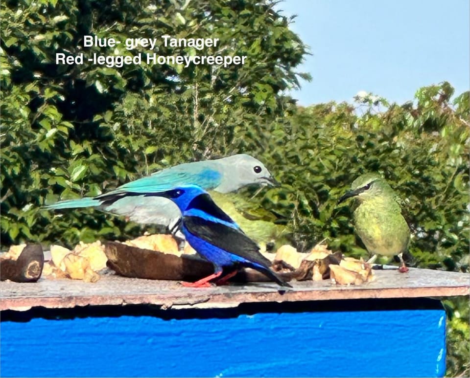 La Husseyenda Birdwatchers Paradise Bed and Breakfast in Panama City, Panama