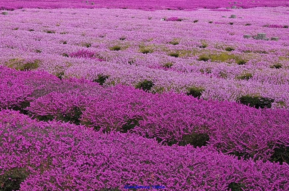 Spring, Day, Natural landscape, Garden, Garden view