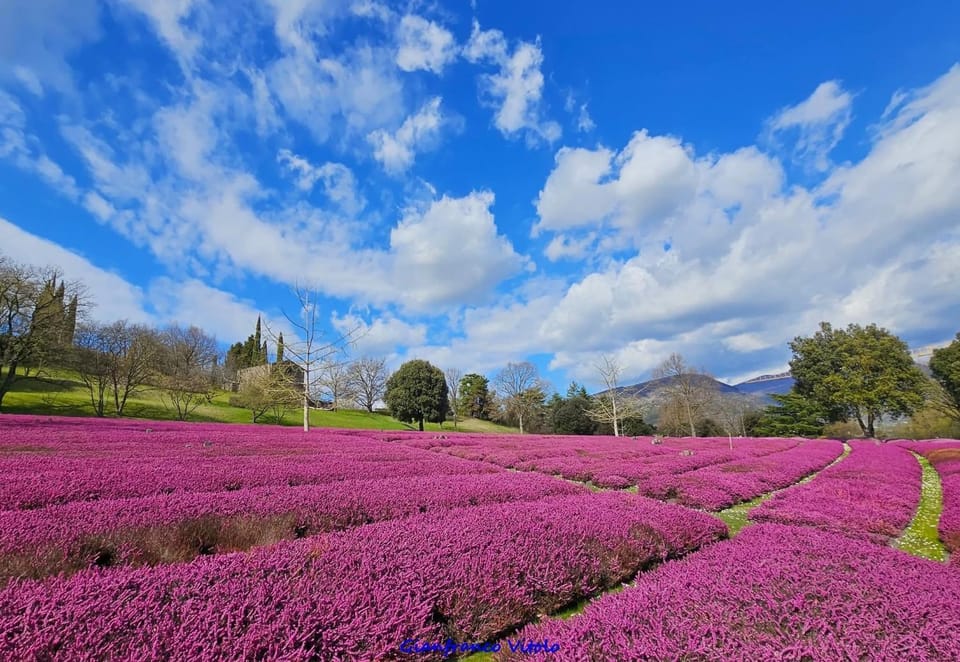 Spring, Day, Natural landscape, Garden, Garden view