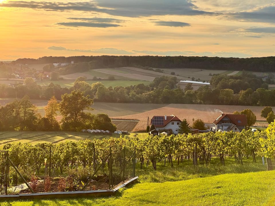 Natural landscape, Garden, Sunset