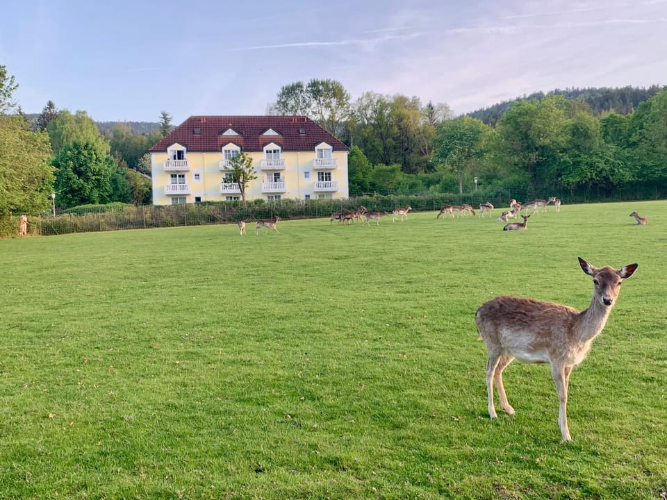 Aktiv-Card - In Villa - Sauna - Garten mit Rehgehege - Terrasse - Frühstück - Blick ins Grüne - SKI - Arber - Osser - Lindners Hideaways - Gutshof Pine Retreat Apartment in Bavaria