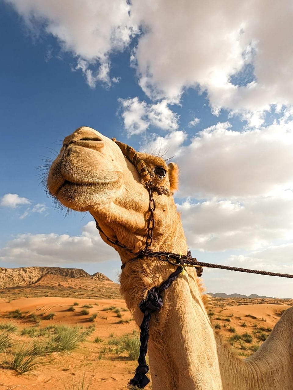 Grand Dunes Luxury Camp Bed and Breakfast in Morocco