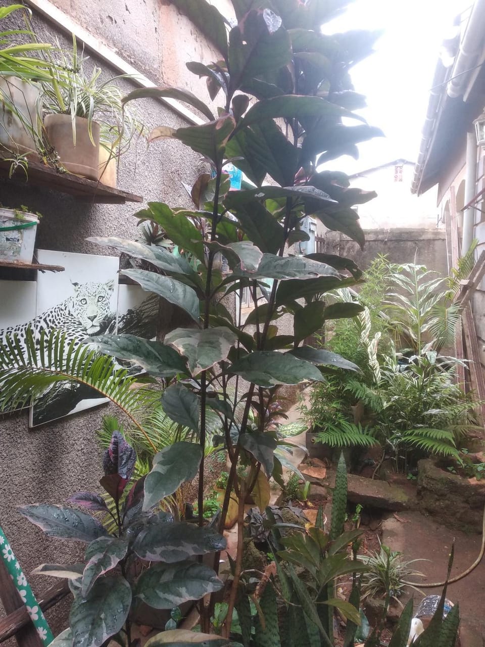 Urban-den House in Kampala