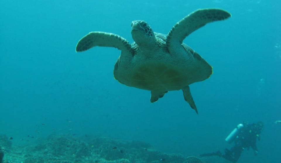 Snorkeling, Diving