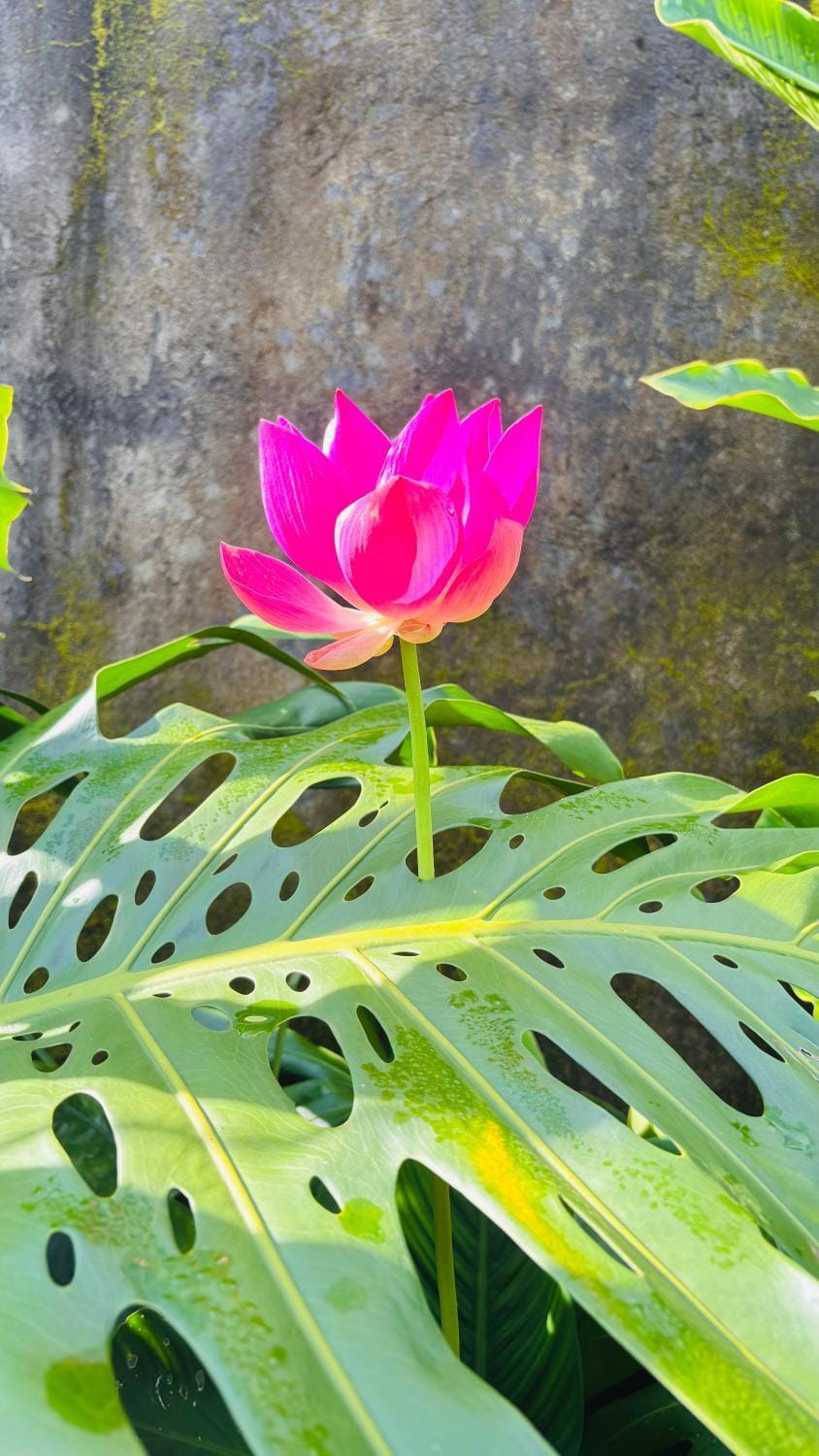 Villa Neyang Villa in Abiansemal