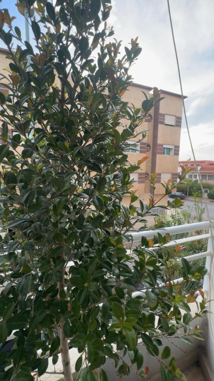 Balcony/Terrace, Balcony/Terrace