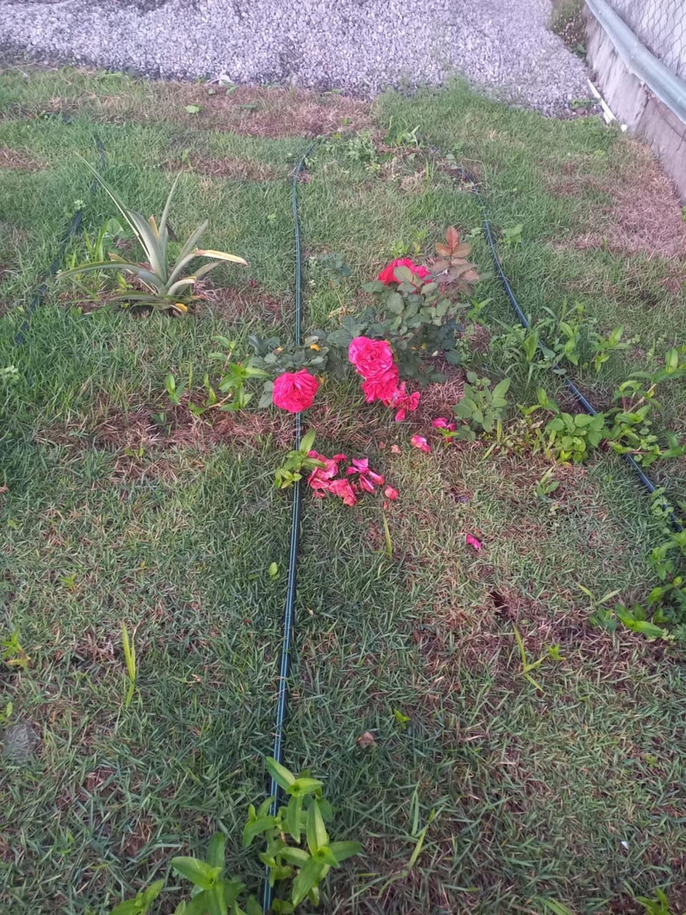 Garden, Garden view