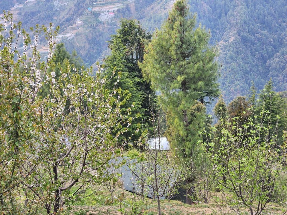 New Kufari Apple Valley camping Luxury tent in Himachal Pradesh