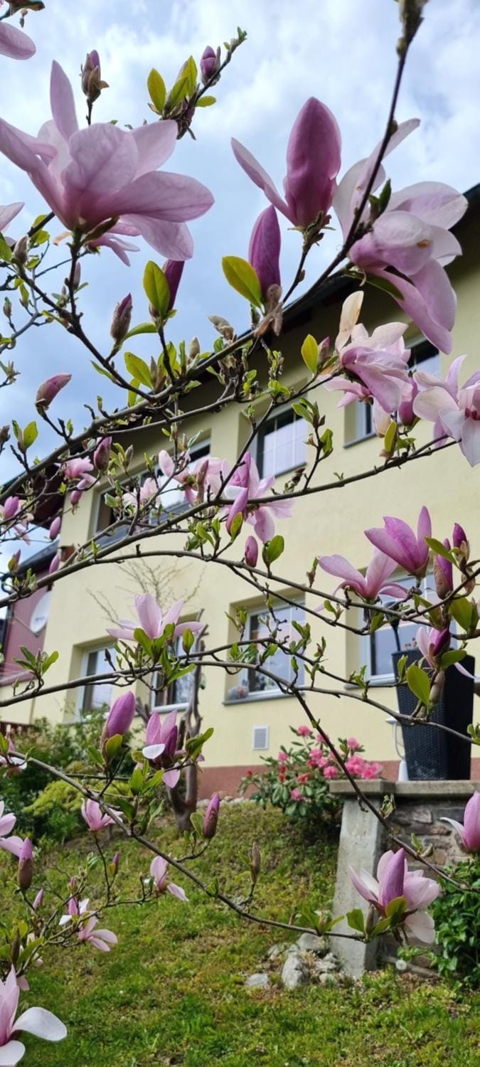 Spring, Garden