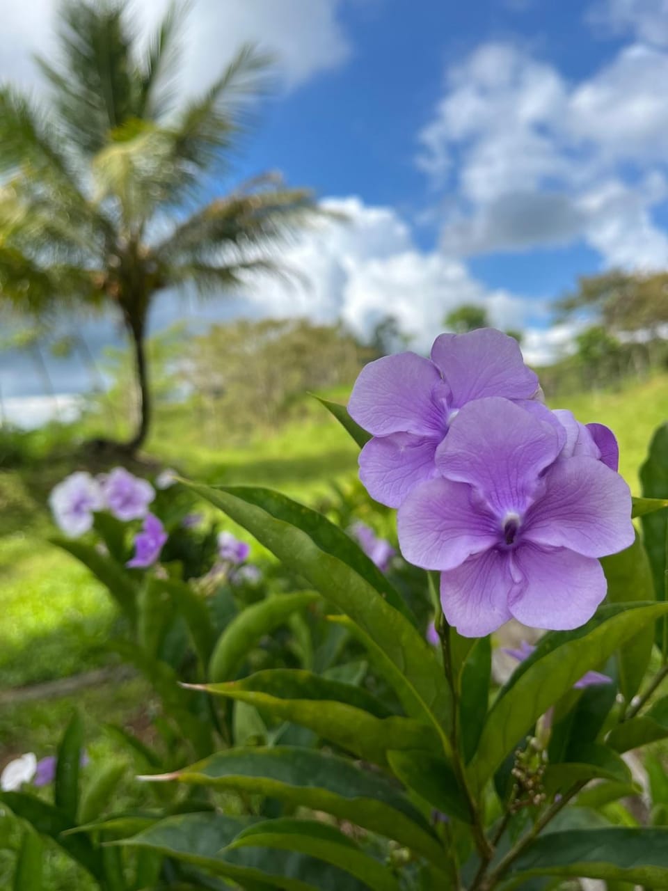 Natural landscape, Garden view
