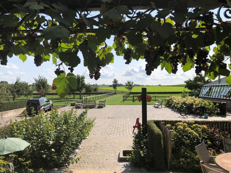 Day, Garden, Garden view