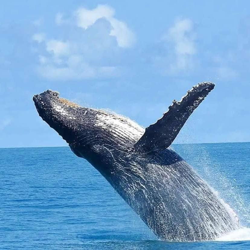 Natural landscape, Animals, Sea view