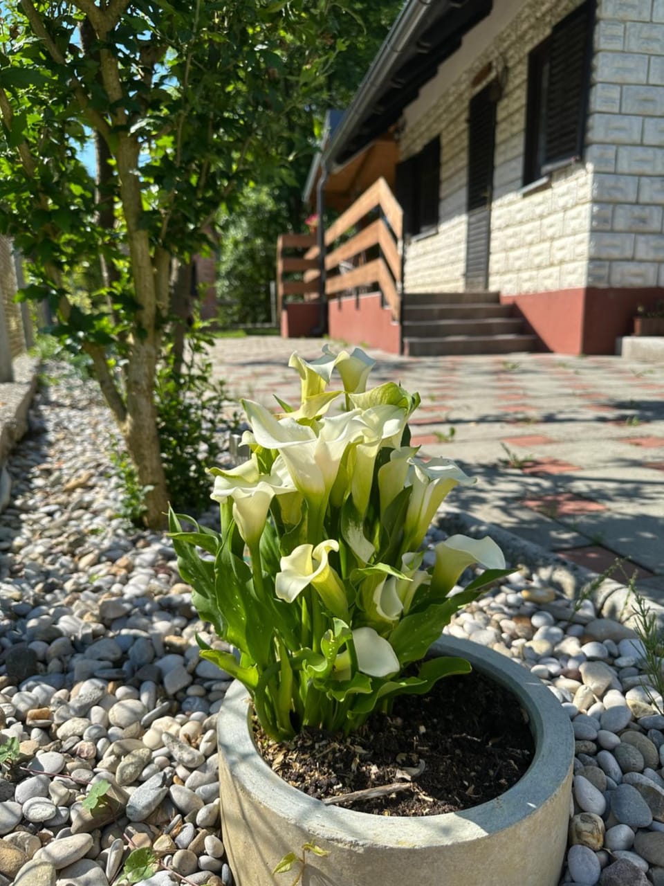 Spring, Day, Garden