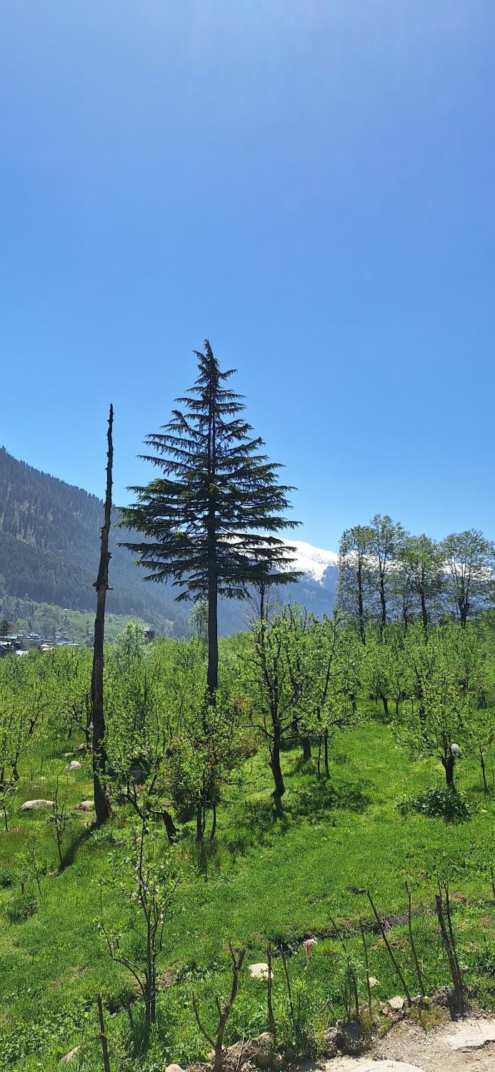 Saathi Stay & Cafe Bed and Breakfast in Himachal Pradesh