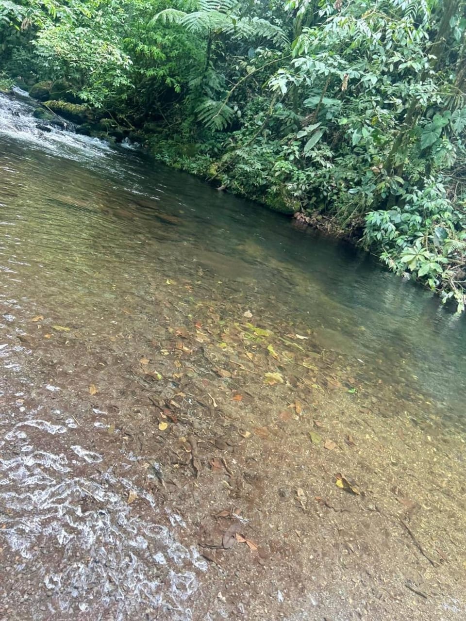 Cabañas Pilones Nature lodge in Heredia Province