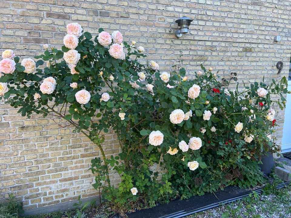 FBC Roms Business Vacation rental in Mecklenburg-Vorpommern, Germany
