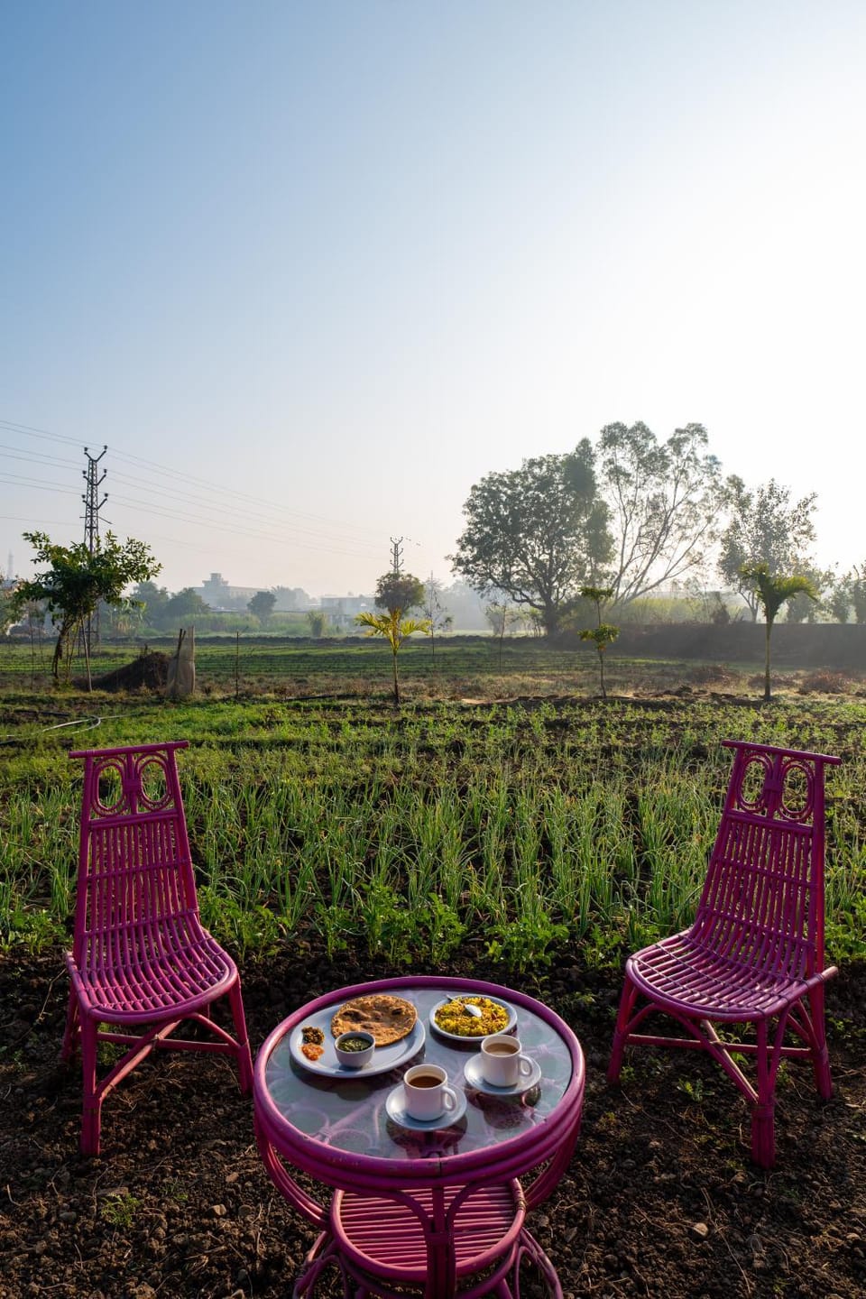 Natural landscape, Garden, Food and drinks, Garden view, Breakfast