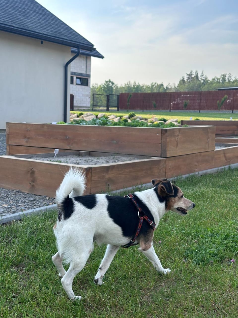 pet friendly, pet friendly