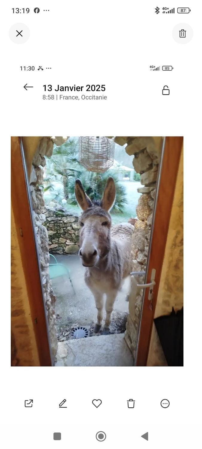pet friendly
