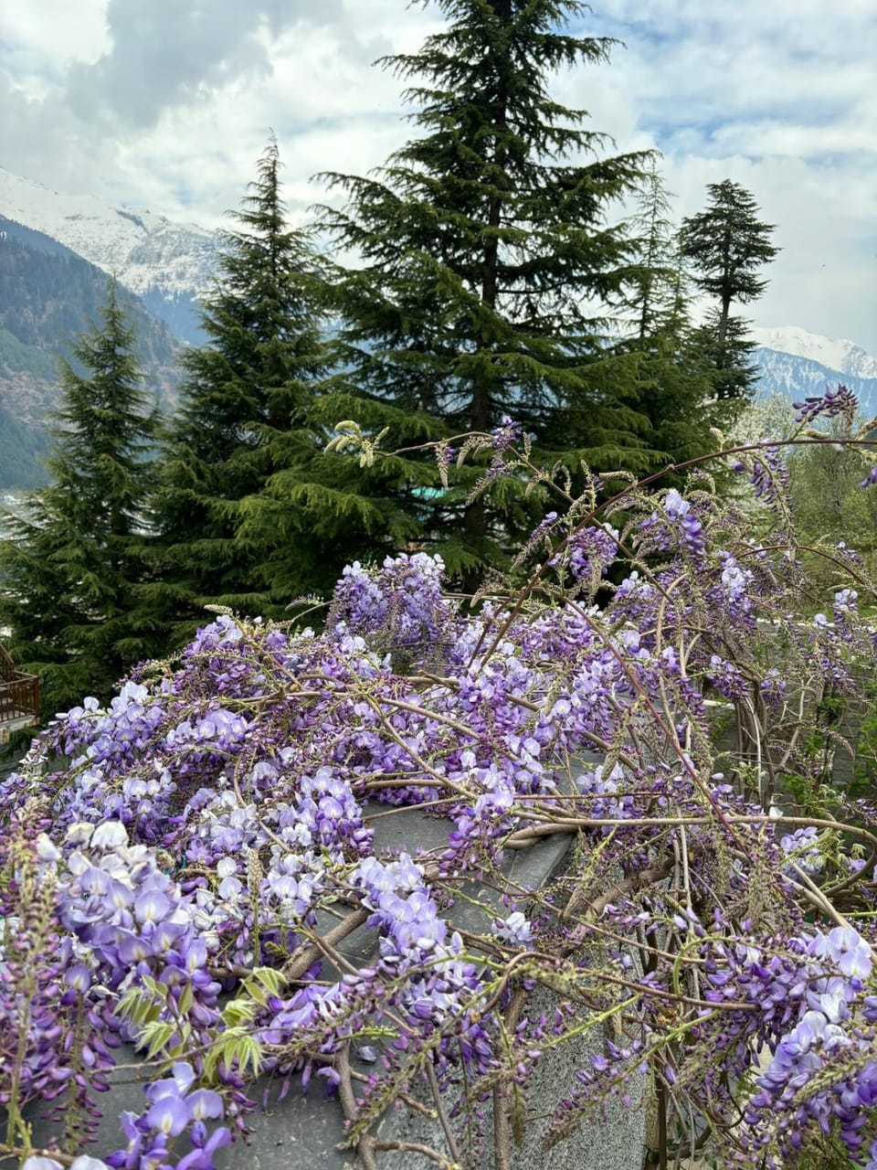 The Wisteria Cottage Villa in Manali