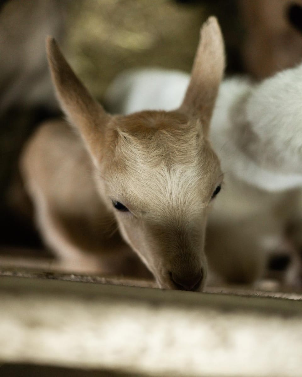 Animals, Animals