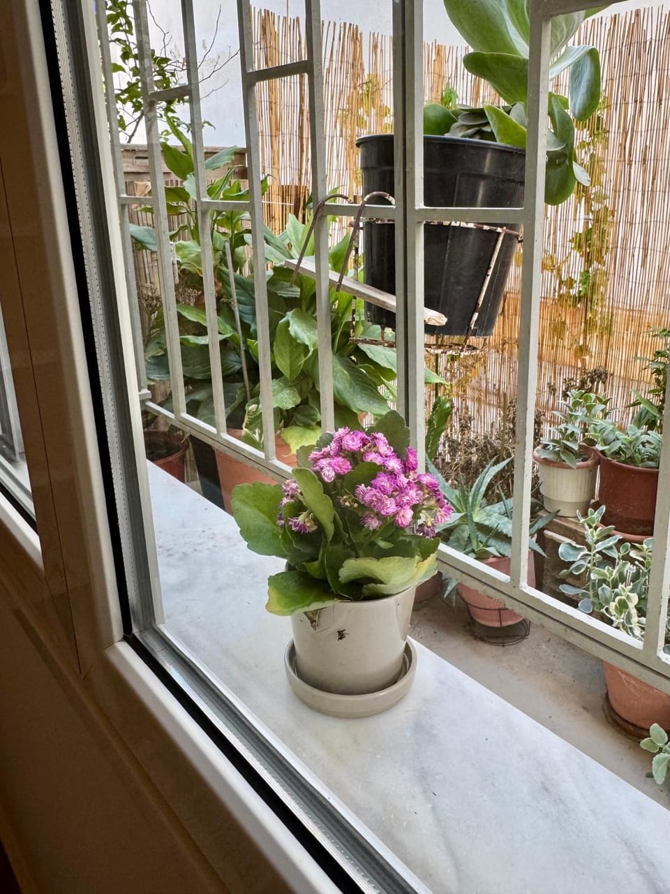 Garden, View (from property/room), Decorative detail