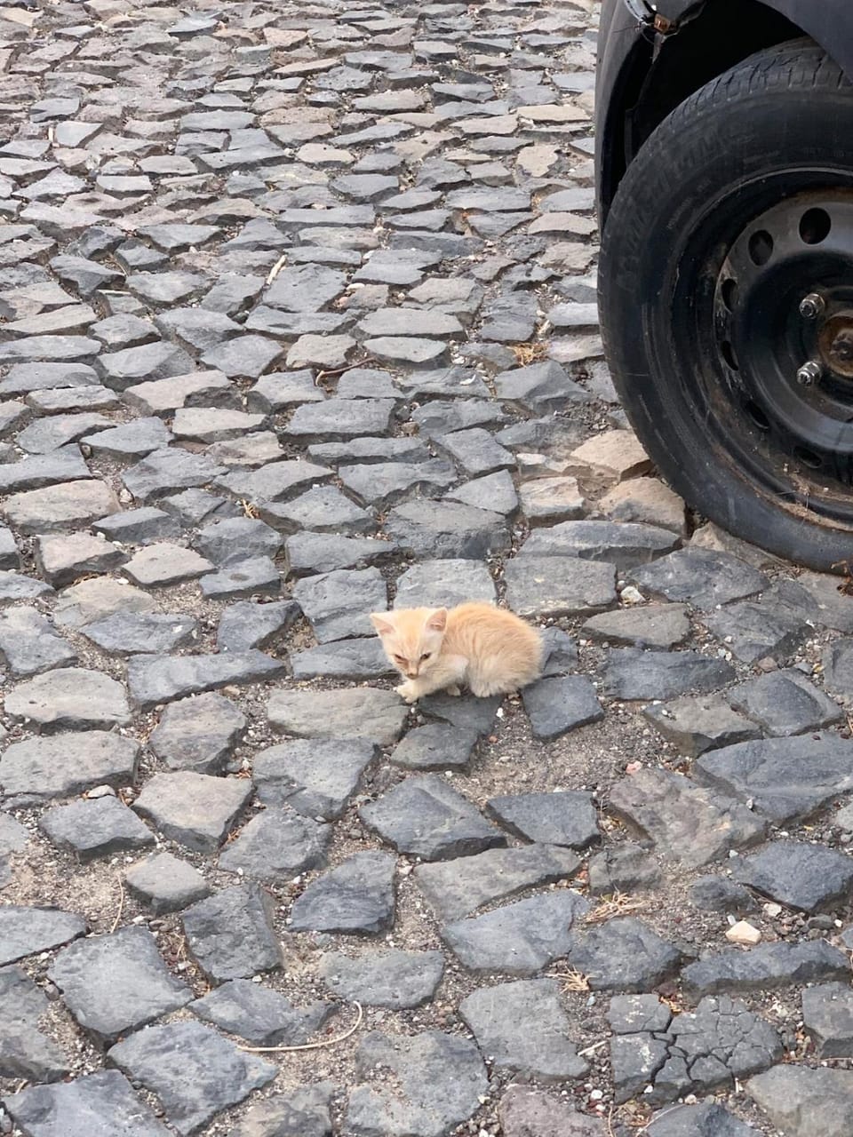 Day, Neighbourhood, Animals