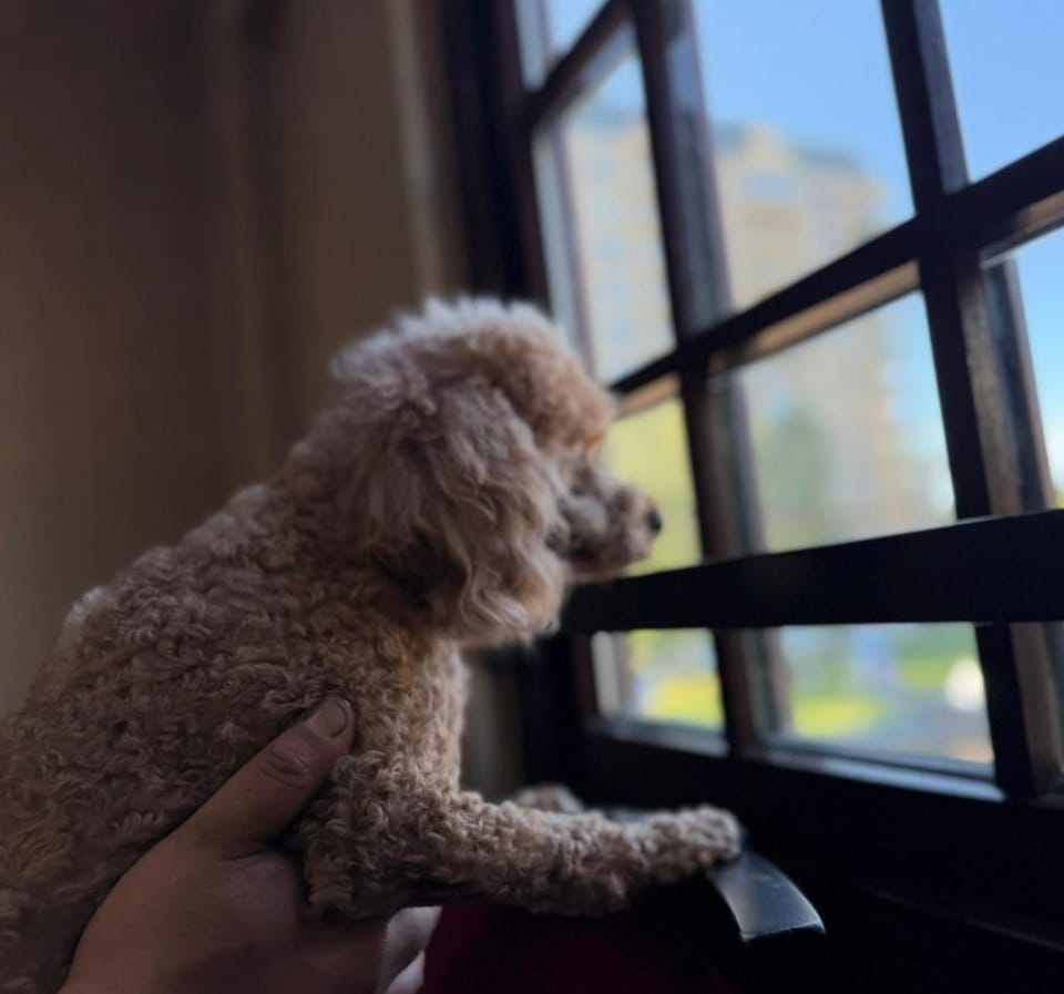 departamento pet friendly Apartment in Temuco