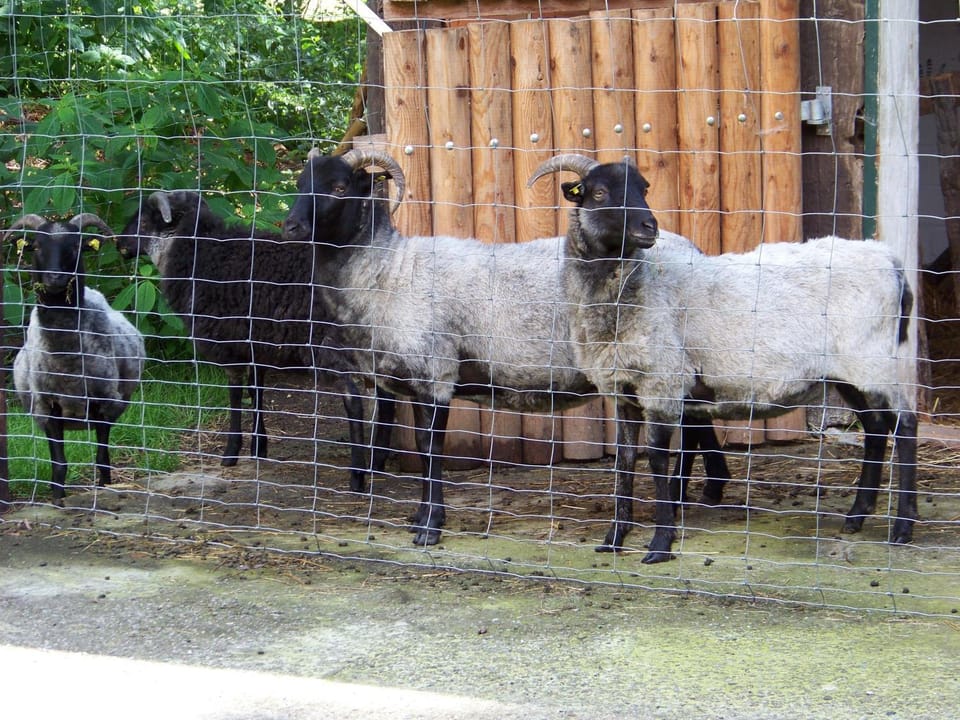 Animals