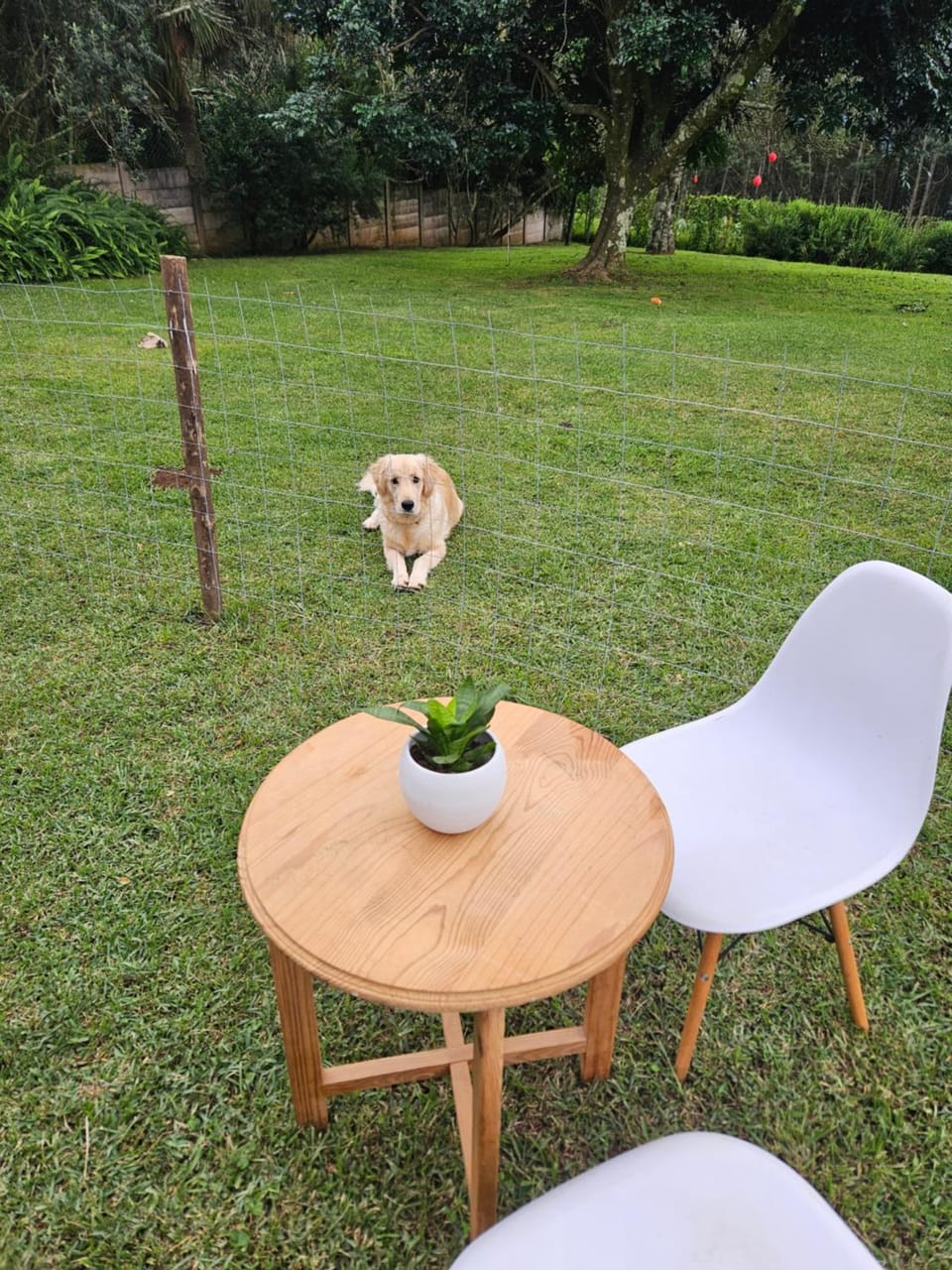 Natural landscape, Pets