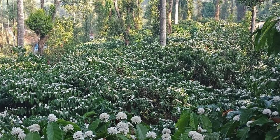 Kotekad estate stay Nature lodge in Karnataka