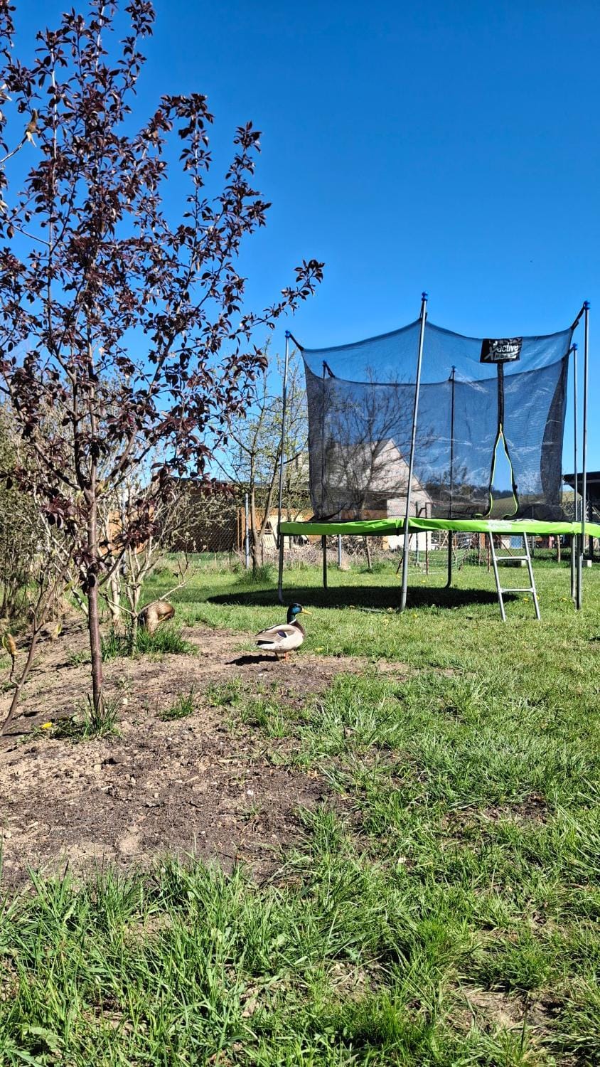 Spring, Day, Natural landscape, Garden, Garden, Garden view