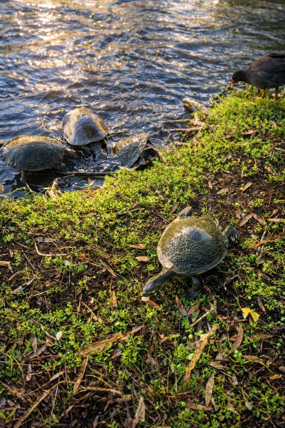 Animals, Lake view