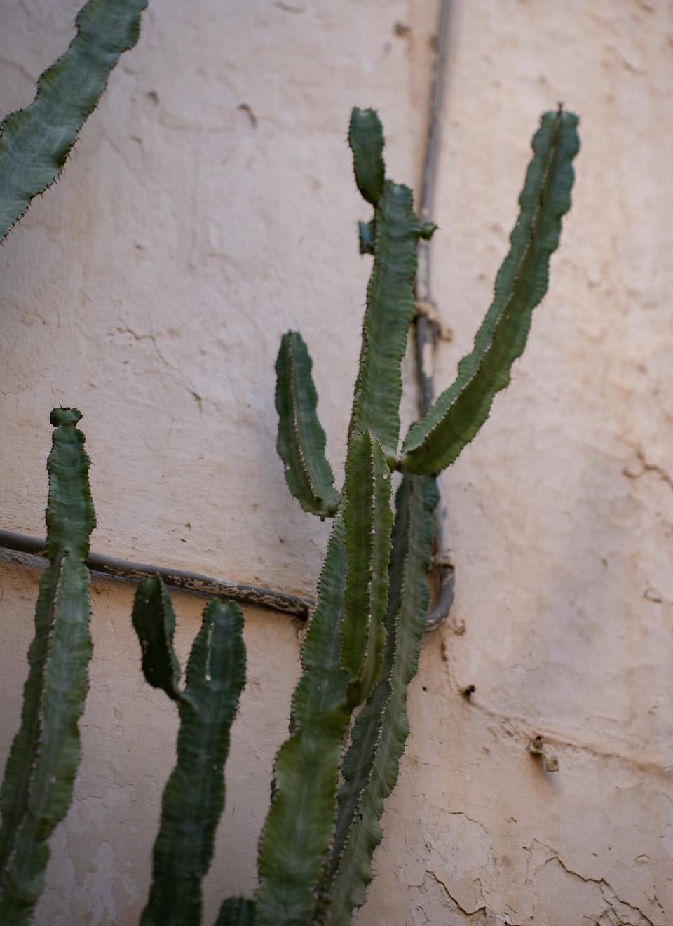 Decorative detail
