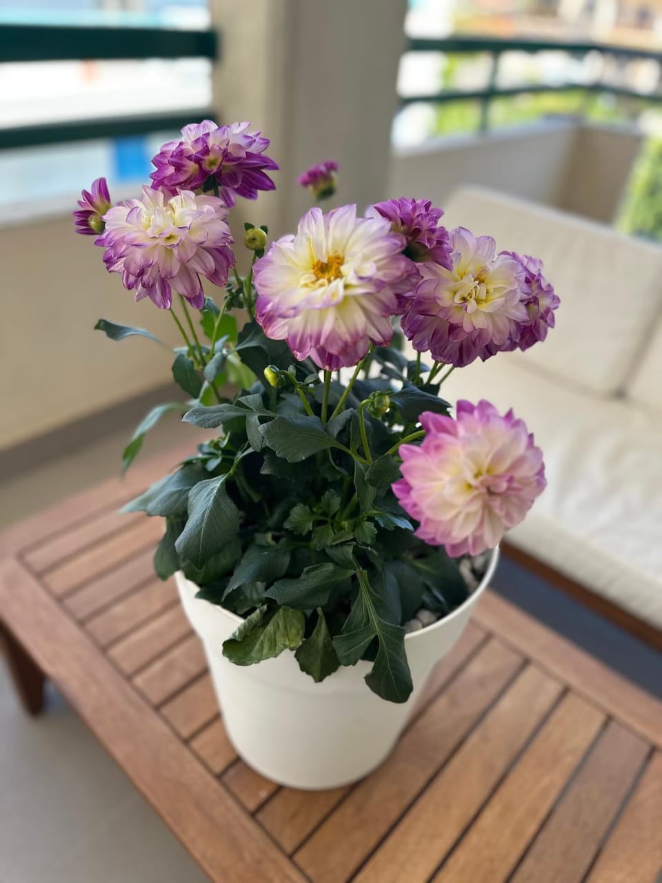 Domus Ale Apartment hotel in Campania