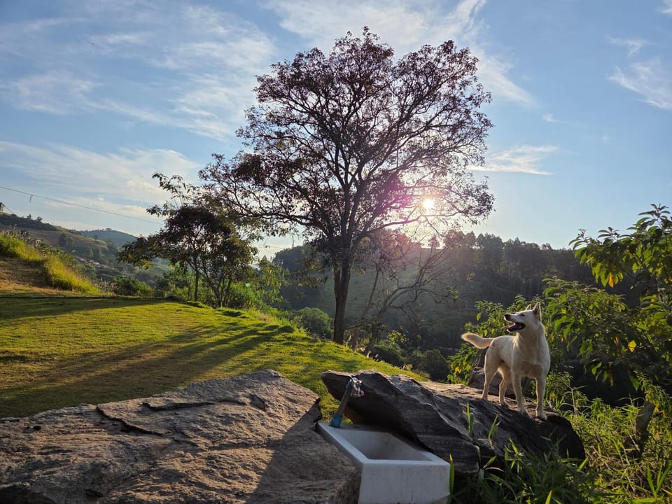 Natural landscape, Animals, Pets