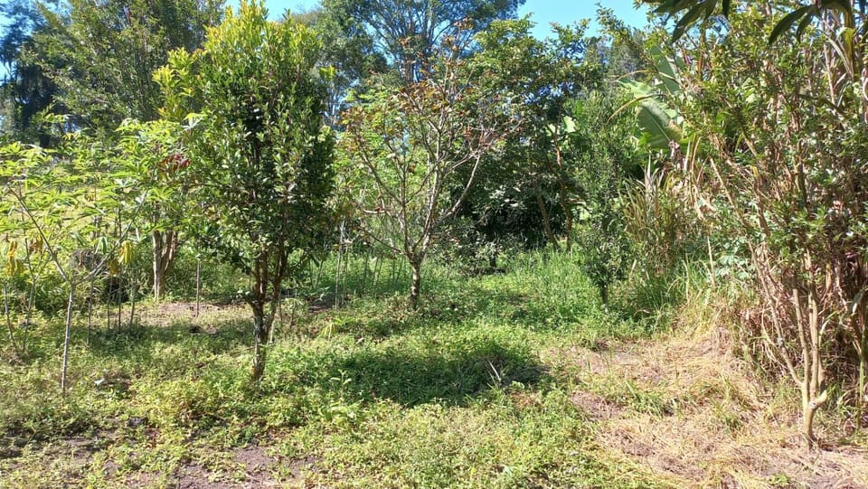 Rancho dos Bicego House in State of São Paulo