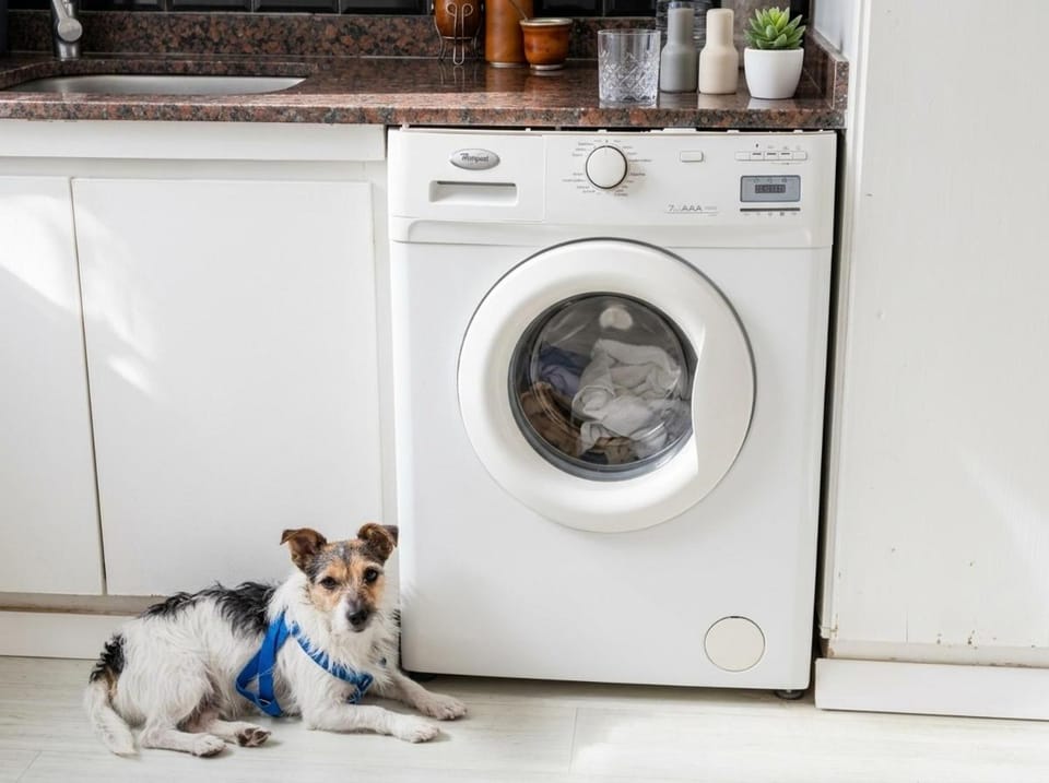 Kitchen or kitchenette, Pets, dishwasher, washing machine, dryer