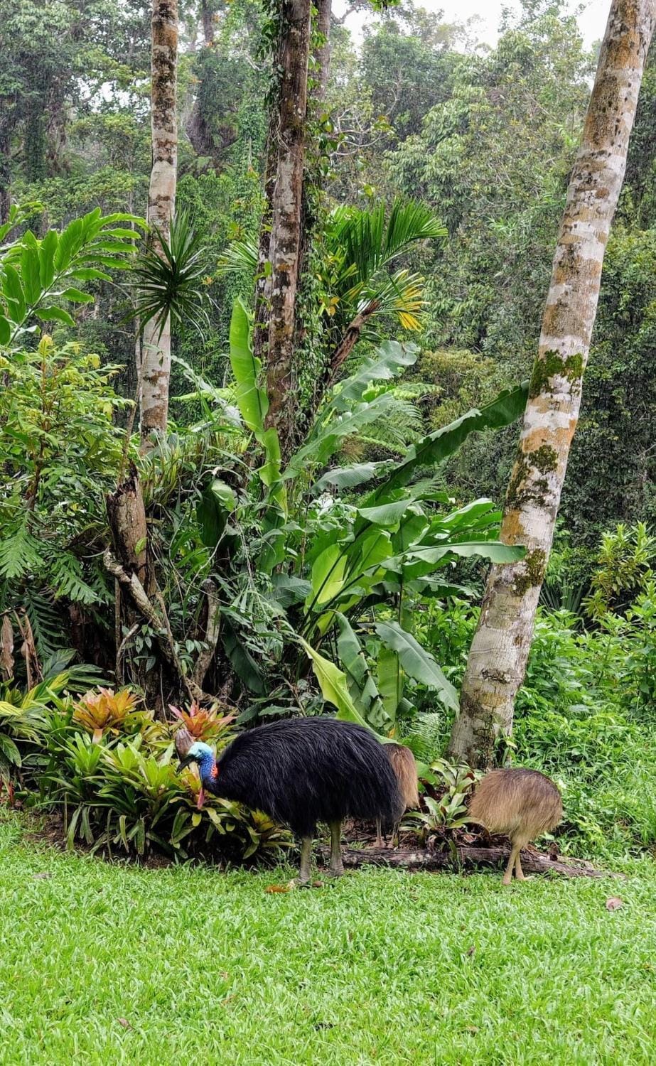 Birdwatcher's Oasis - Tiny Home - Cassowary Apartment in Kuranda